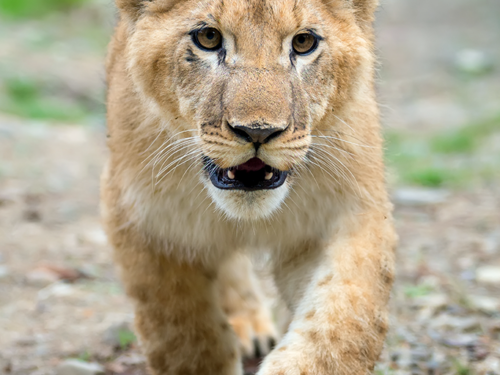 Wanddecoratie Leeuwen jong-210623905-18000-682